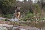 CANE CORSO 142